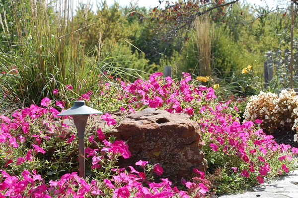 landscape design in topeka, ks, with magenta flowers and grasses