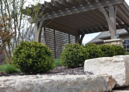 Green Velvet Boxwood in Topeka, KS