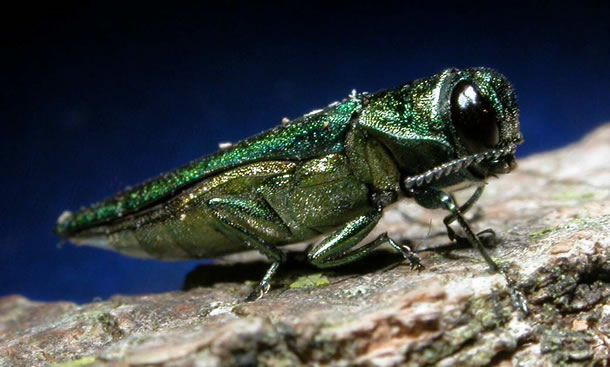 An adult Emerald Ash Borer pictured up close. Photo Source: David Cappaert, Michigan State University, bugwood.org