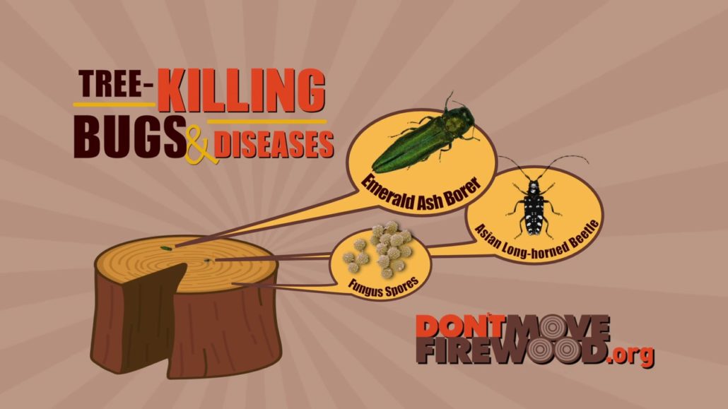 Emerald ash borers can be found in firewood. Please don't move firewood!