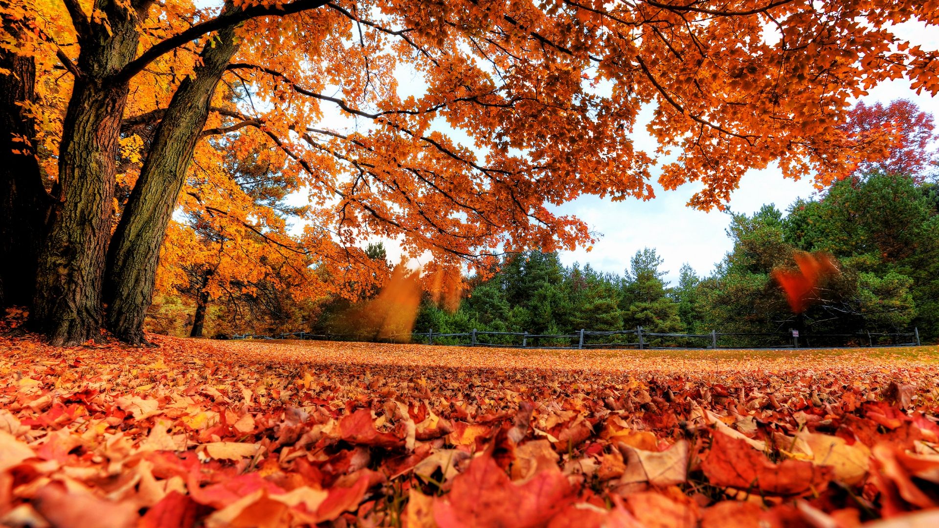 awesome-autumn-leaves-high-resolution-wallpaper-download-free