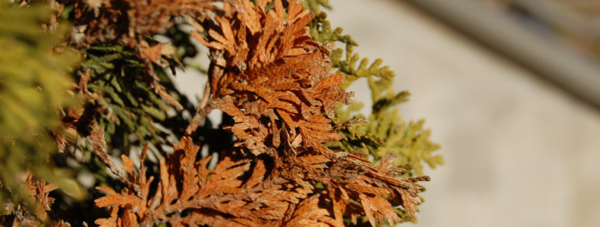 An example of the impact of winter desiccation on an Arborvitae. 