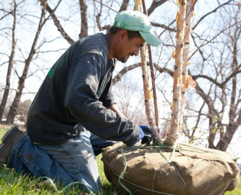 one of our landscape designers in Auburn, KS planting a tree