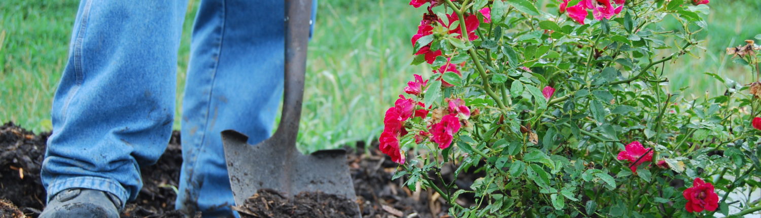lawn maintenance and lawn care in Auburn, KS, man with roses