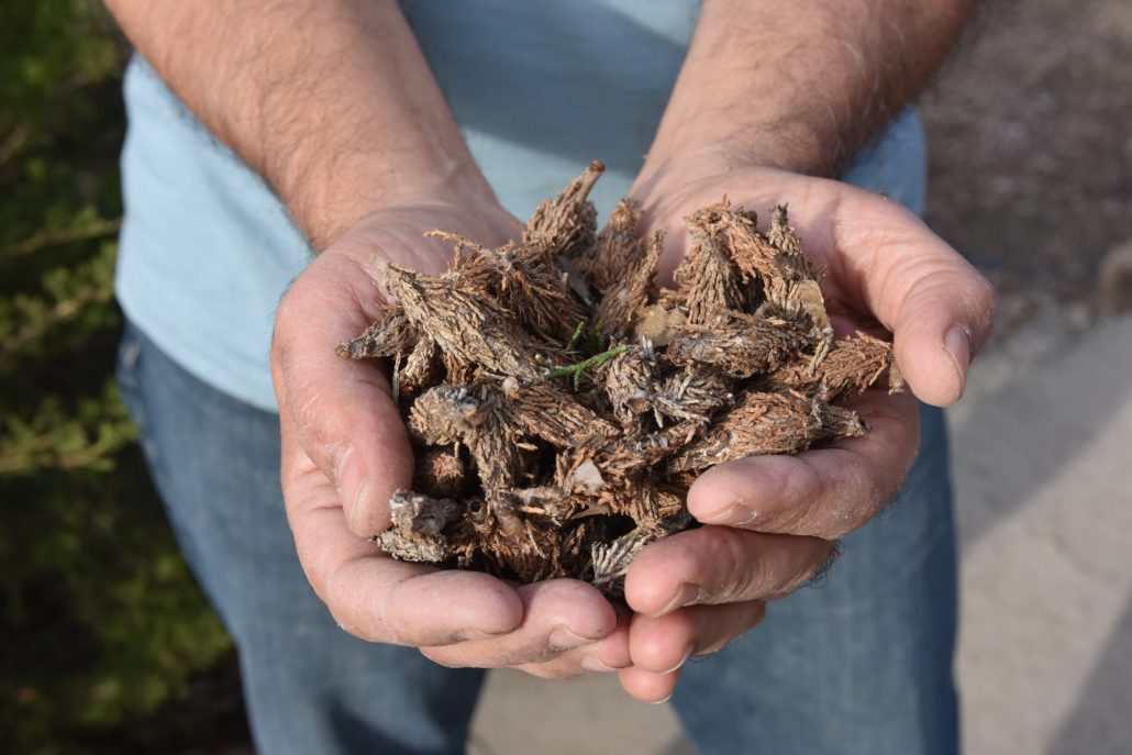 Bagworms in Topeka, KS