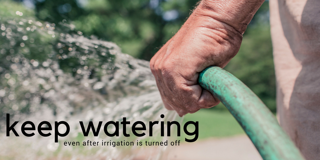 It is important to keep hydrating your plants even after your irrigation system has been winterized. 