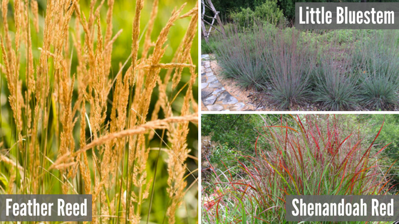 3 Great Ornamental Grasses For Landscapes in Topeka, KS: Feather Reed, Little Bluestem, and Shenandoah Red