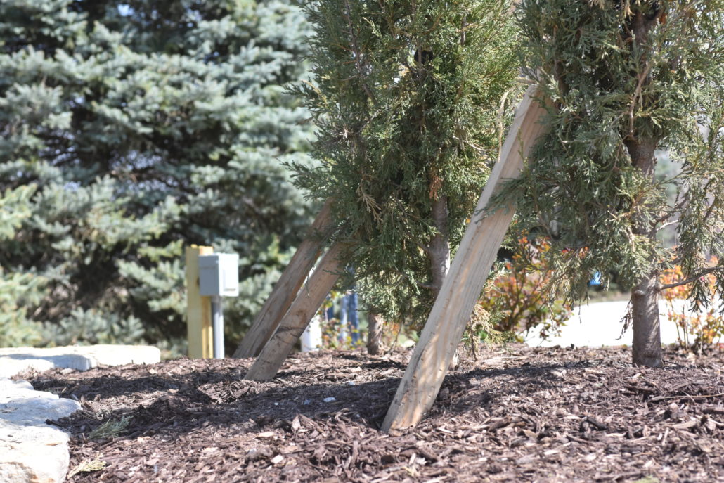 When to remove stakes from newly-planted trees