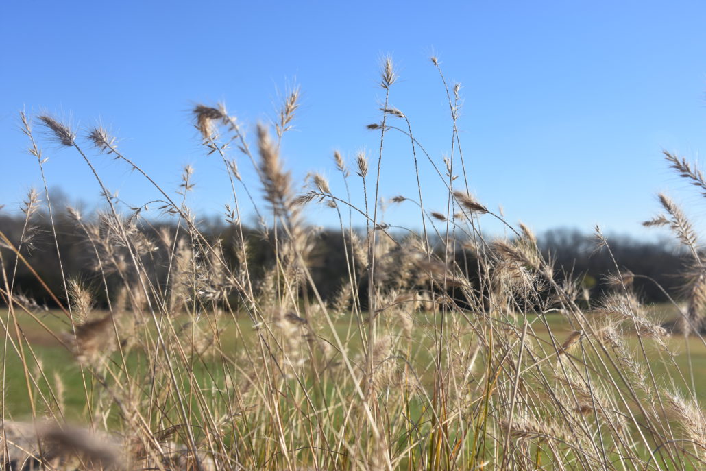 Why Ornamental Grass Are Perfect For Your Kansas Landscape