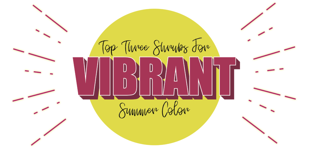 Top Three Shrubs With Vibrant Summer Color in Topeka, KS