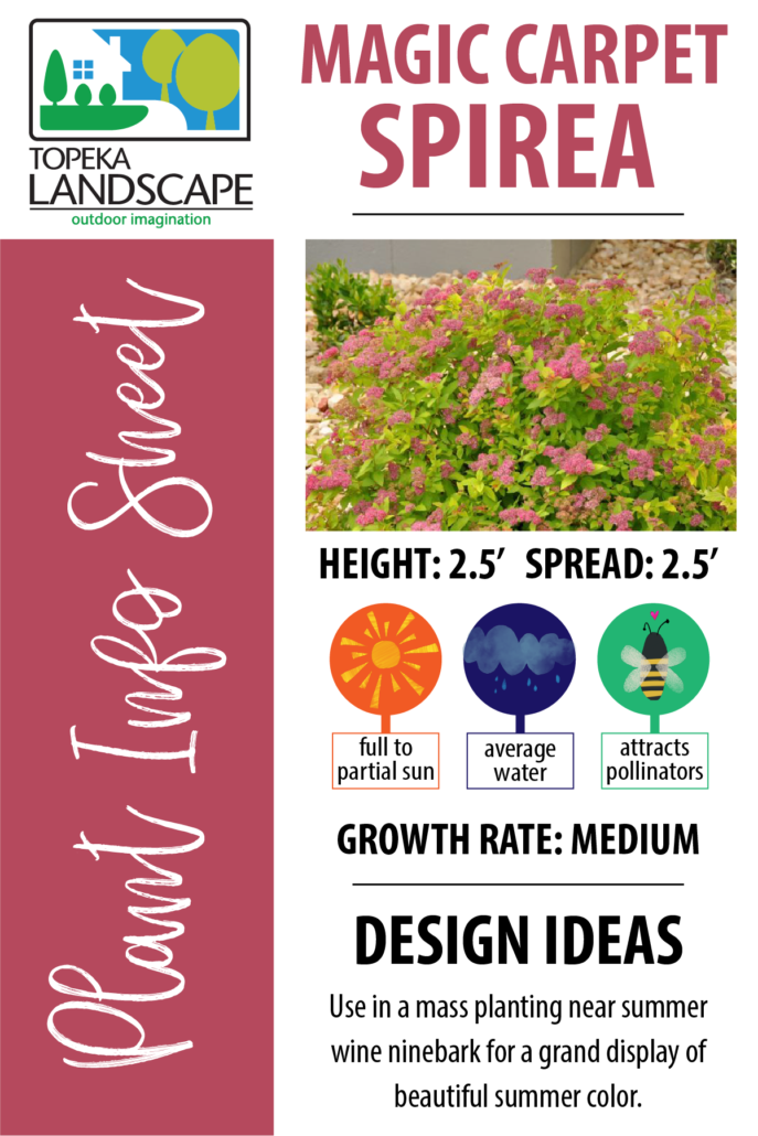 Here is some basic info on how to keep your magic carpet spirea happy!
