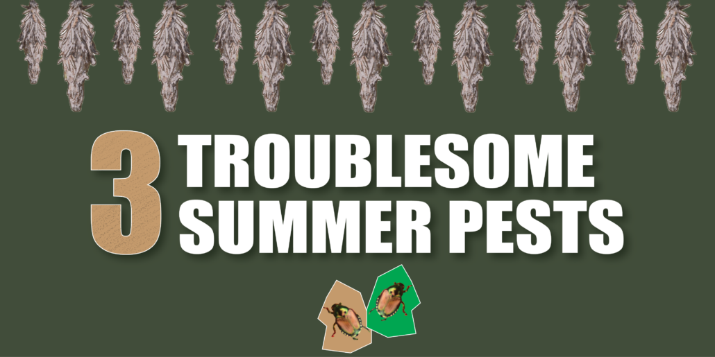 Top 3 Common Summer Pests in Topeka, KS