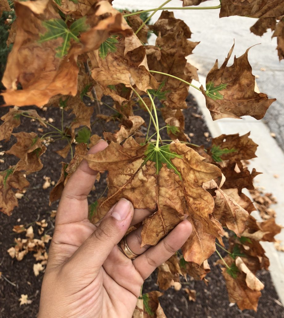 Signs of leaf scorch on maple tree in Kansas