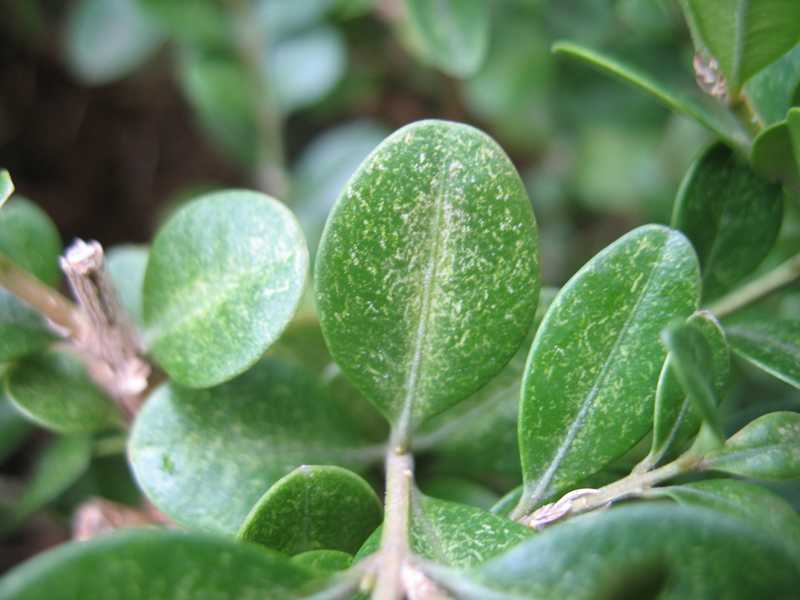 Spider Mite damage on Boxwoods