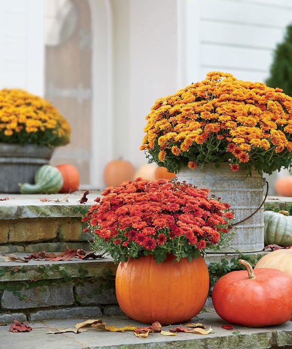 Beautiful mumkin arrangements for fall container gardens