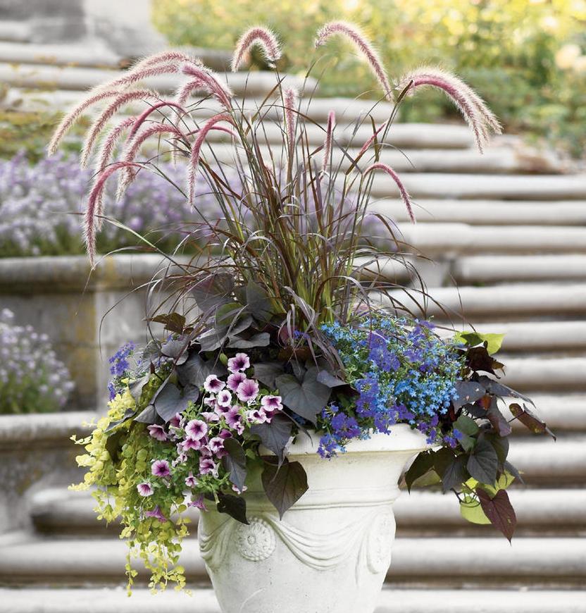 purple-fountain-grass